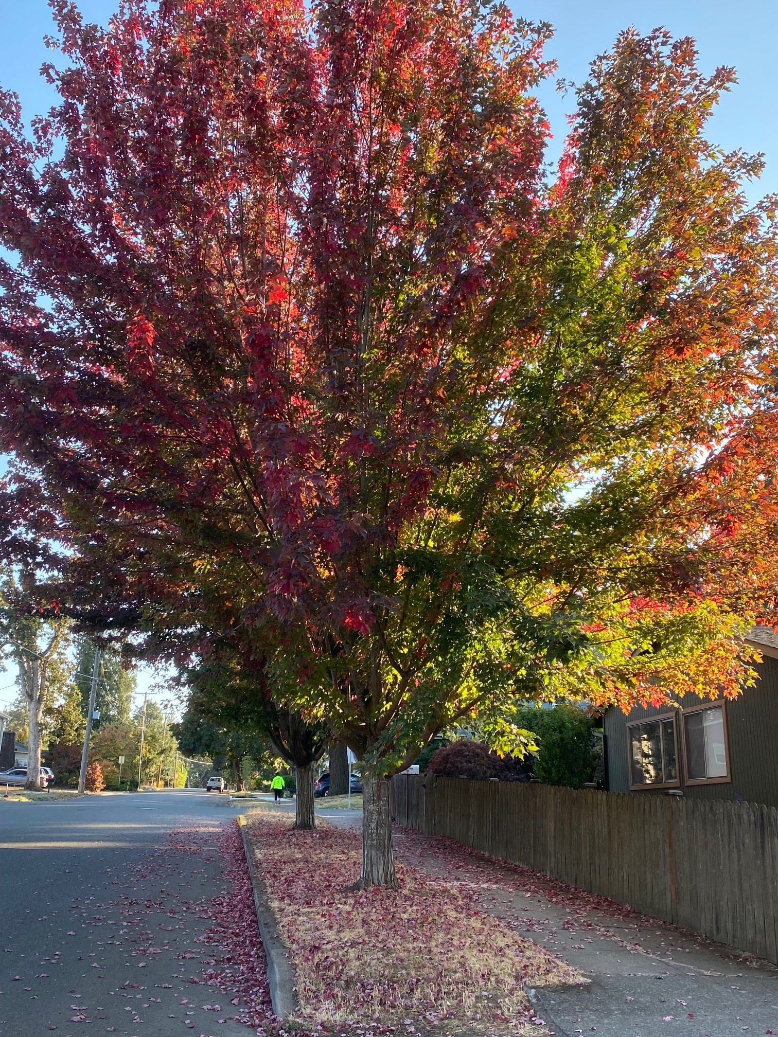 Fall Leaves – Public Right-of-Way Reminders