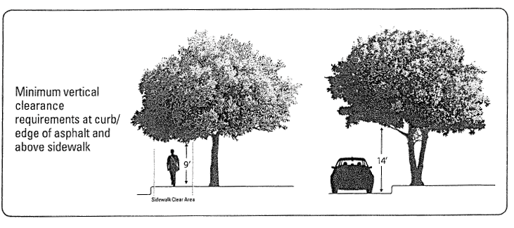 Trim trees in City Right-of-Way